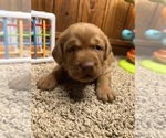 Small Photo #6 Labrador Retriever Puppy For Sale in NEOLA, WV, USA