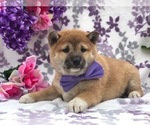 Small Photo #4 Labrador Retriever Puppy For Sale in CLAY, PA, USA