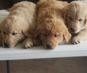 English Cream Golden Retriever Puppy for sale in MEMPHIS, MO, USA