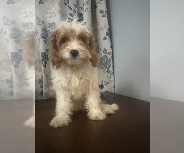 Medium Photo #70 Cavapoo-Poodle (Miniature) Mix Puppy For Sale in DURHAM, CT, USA