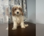Small #69 Cavapoo-Poodle (Miniature) Mix