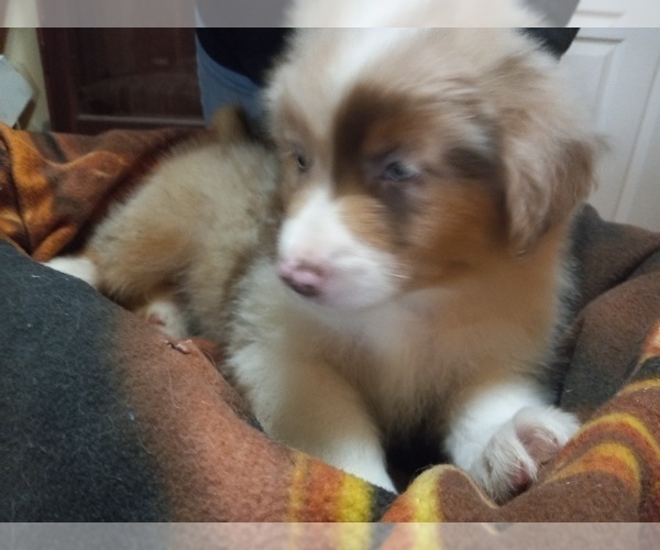 Medium Photo #1 Border-Aussie Puppy For Sale in COOS BAY, OR, USA