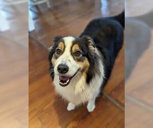 Australian Shepherd Dogs for adoption in New Orleans, LA, USA