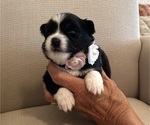 Small #1 Pomsky