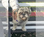 Archie - Male Brussels Griffon-Unknown Mix Dog for Adoption - Small photo