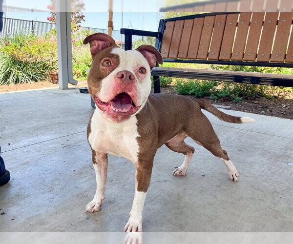 Medium Photo #2 Mutt Puppy For Sale in Orange, CA, USA