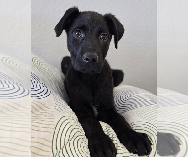 Medium Photo #7 Labrador Retriever-Unknown Mix Puppy For Sale in Lakewood, CO, USA