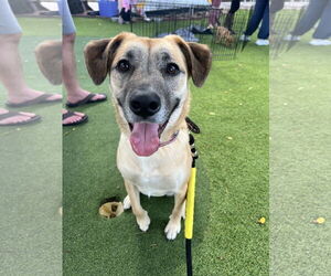 Labrador Retriever-Unknown Mix Dogs for adoption in The Woodlands, TX, USA