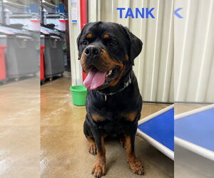 Rottweiler Dogs for adoption in Foristell, MO, USA