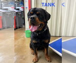 Small Rottweiler