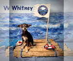 Small #6 American Rat Pinscher