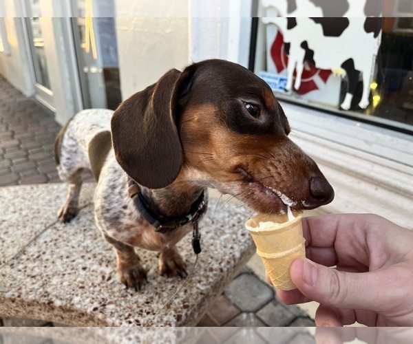 Medium Photo #1 Dachshund Puppy For Sale in ROCKWALL, TX, USA