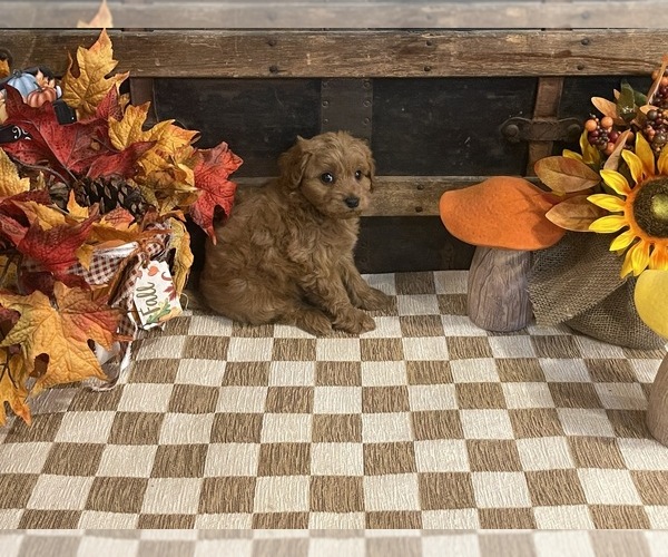 Medium Photo #1 Cavapoo (Miniature) Puppy For Sale in FULTON, KS, USA