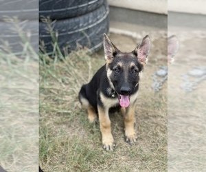 German Shepherd Dog Puppy for sale in DALLAS, TX, USA