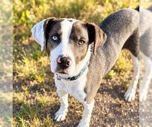 BELLA - Female Catahoula Leopard Dog-Unknown Mix Dog for Adoption