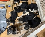 Small Photo #1 German Shepherd Dog Puppy For Sale in MERRITT IS, FL, USA