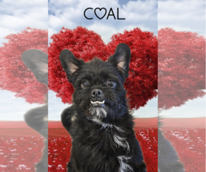 Pugairn Dogs for adoption in Phelan, CA, USA