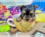 Small #2 Yorkshire Terrier
