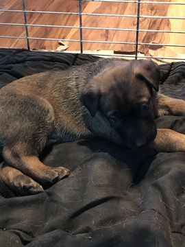 Medium Photo #2 Malinois Puppy For Sale in EAGLE POINT, OR, USA