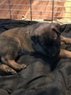 Small Photo #2 Malinois Puppy For Sale in EAGLE POINT, OR, USA