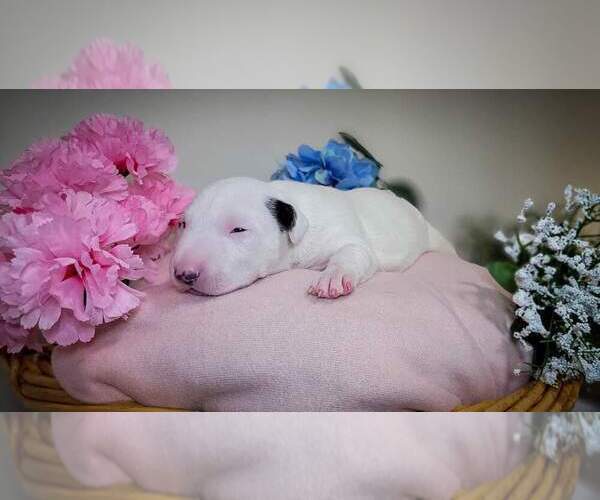 Medium Photo #3 Bull Terrier Puppy For Sale in VANCOUVER, WA, USA