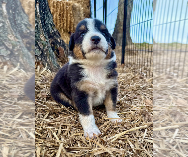 Medium Photo #12 Australian Shepherd Puppy For Sale in SMITHS GROVE, KY, USA