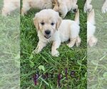 Small #10 English Cream Golden Retriever-Golden Retriever Mix
