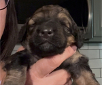 Small Photo #42 Bernedoodle Puppy For Sale in MOULTON, AL, USA
