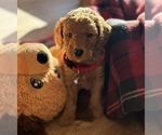 Small #16 Goldendoodle (Miniature)