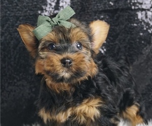 Morkie Puppy for Sale in WARSAW, Indiana USA