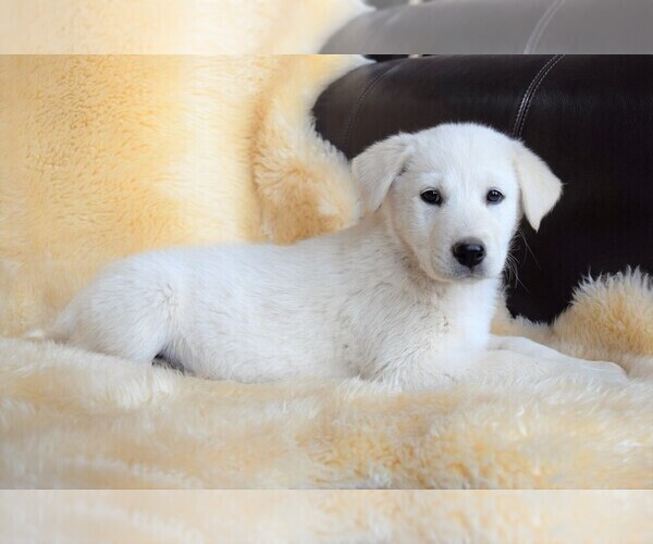 Medium Photo #14 Labrador Retriever-Samoyed Mix Puppy For Sale in SUGAR CITY, ID, USA