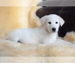 Small Photo #14 Labrador Retriever-Samoyed Mix Puppy For Sale in SUGAR CITY, ID, USA