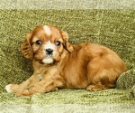 Small #3 Cavalier King Charles Spaniel