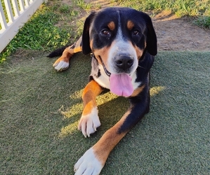 Father of the Greater Swiss Mountain Dog puppies born on 11/17/2025