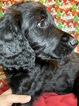 Small Photo #9 Goldendoodle Puppy For Sale in MORGANTOWN, IN, USA