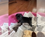 Small Photo #3 Pug Puppy For Sale in BRYANT, IN, USA