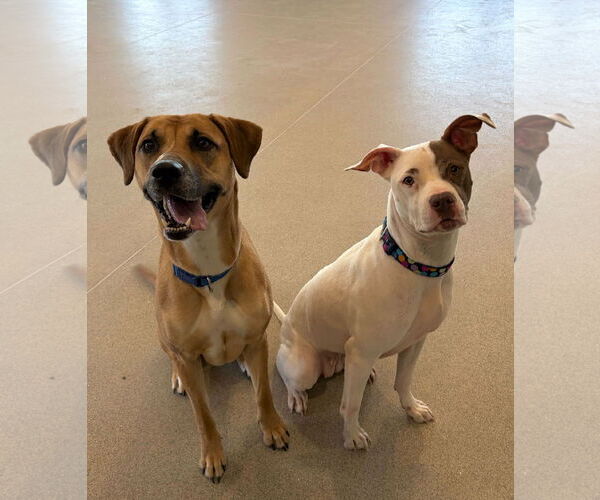 Medium Photo #4 Mutt Puppy For Sale in Jefferson, WI, USA