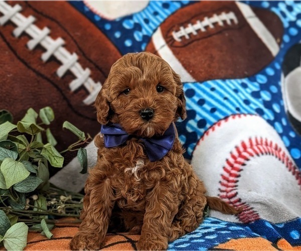 Medium Photo #1 Cavapoo Puppy For Sale in NOTTINGHAM, PA, USA