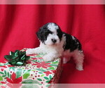 Small Photo #5 Poovanese Puppy For Sale in SHELBY, OH, USA