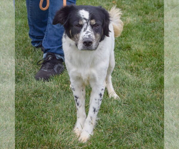 Medium Photo #3 Border Collie-English Cocker Spaniel Mix Puppy For Sale in Huntley, IL, USA