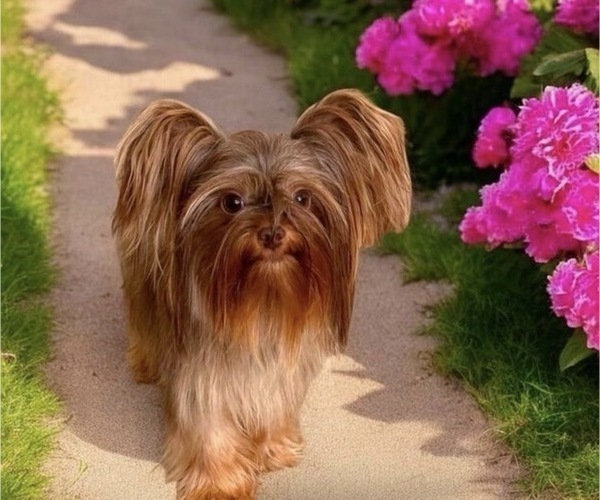 Medium Photo #1 Yorkshire Terrier Puppy For Sale in POWDER SPRINGS, GA, USA