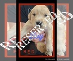 Small Photo #7 Golden Retriever Puppy For Sale in TEMPLE, TX, USA