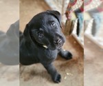 Small Photo #2 Labrador Retriever Puppy For Sale in APPOMATTOX, VA, USA