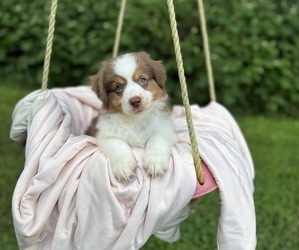 Miniature American Shepherd Puppy for Sale in NOLENSVILLE, Tennessee USA