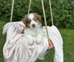 Image preview for Ad Listing. Nickname: Litter of 3