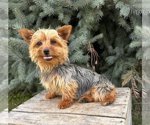 Mother of the Yorkshire Terrier puppies born on 03/21/2026