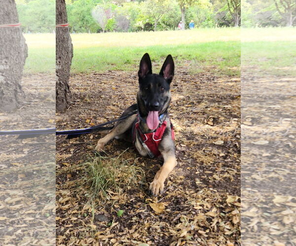 Medium Photo #5 German Shepherd Dog-Unknown Mix Puppy For Sale in San Jose, CA, USA