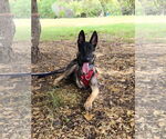 Small #4 German Shepherd Dog Mix