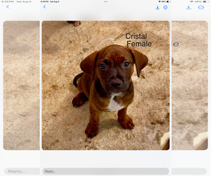 Chihuahua-Retriever Mix Dogs for adoption in Virginia Beach, VA, USA