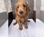 Puppy Pink Goldendoodle